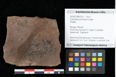 Foto (Objekt + Etikett) von Cystoseira communis Unger (NHMW-GEO-2024-0188-0101)